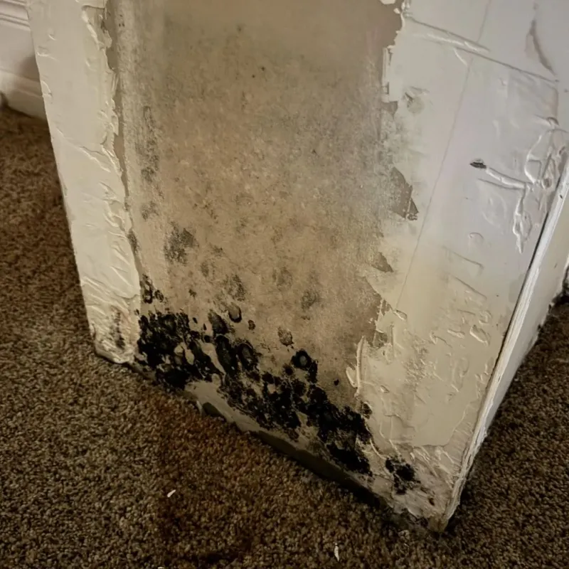 Professional Mold Removal in Newport County, RI